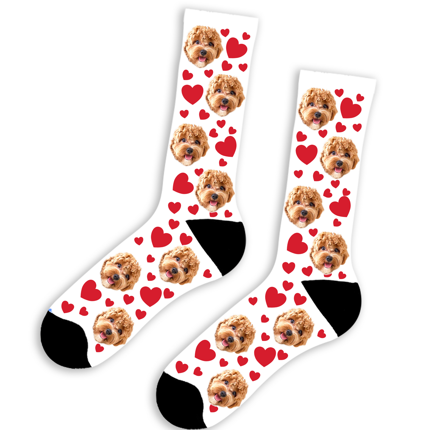 Dog with Hearts Socks